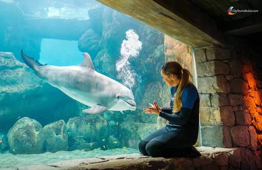 Abu Dhabi City Tour - Sea World Entry